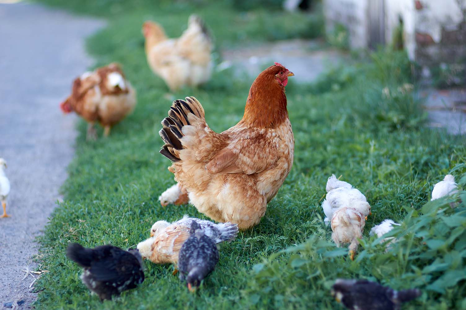 A mother hen watches her chicks